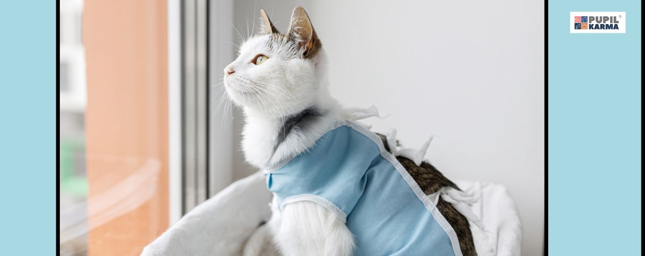 Jeśli nie chcesz młodych kotków, sterylizacja jest dobrym rozwiązaniem. Zdjęcie patrzącej przez okno białej kotki w niebieskim ubranku po sterylizacji. Po obu stronach niebieski pasek i logo pupilkarma.